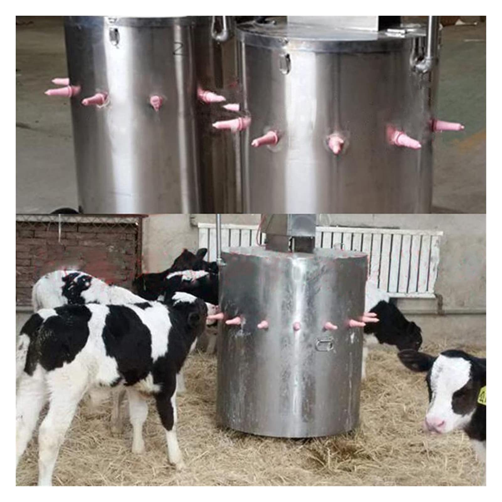 Mollet Mamelon Lait Lait Boisson Sucette bétail Mouton Mouton nourrissant Bouteille d'eau de buvette Mamelon Ferme Animal Animal Nourrir