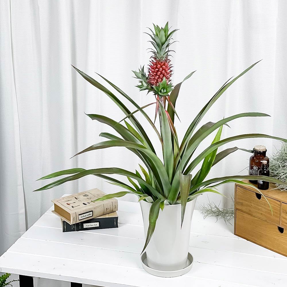 Amazon | PLANCHU 観葉植物 アナナス サンゴパイン 6号鉢 受け皿付き