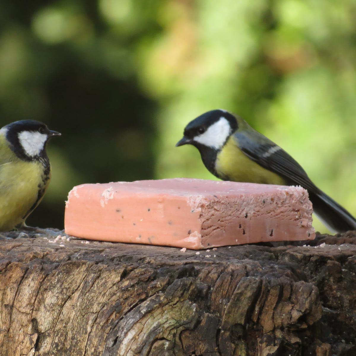 Energieblock für Wildvögel mit Beeren, Premium-Qualität, Vogelfutter für Gartenvögel zur Ganzjahresfütterung, im Sparpaket - Multipack (12 x 280g)