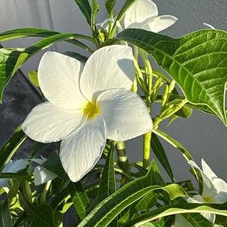 プルメリア プデイカ 白花 花芽大株 高さ約100cm アイドル お笑い タレント 芸能人 グッズ コレクター向け 紙製 | プルメリア アプデイカ 白花 花苗 大株 高さ約100cm アイドル お笑い タレント 芸能人 グッズ