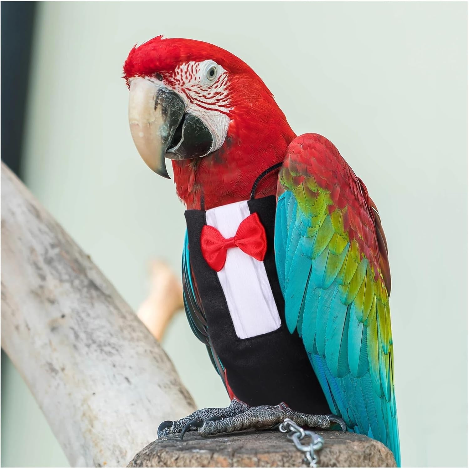 Bird Diaper, 2pcs Pet Bird Diapers Parrot Nappies Flight Suit for Birds Green Cheek Conure Cockatiel Washable Reusable