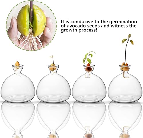 Miniatura 4 de Kit de cultivo de árbol de aguacate, jarrón de inicio de semillas de aguacate, maceta de vidrio con calcomanías de aguacate, regalos de jardinería