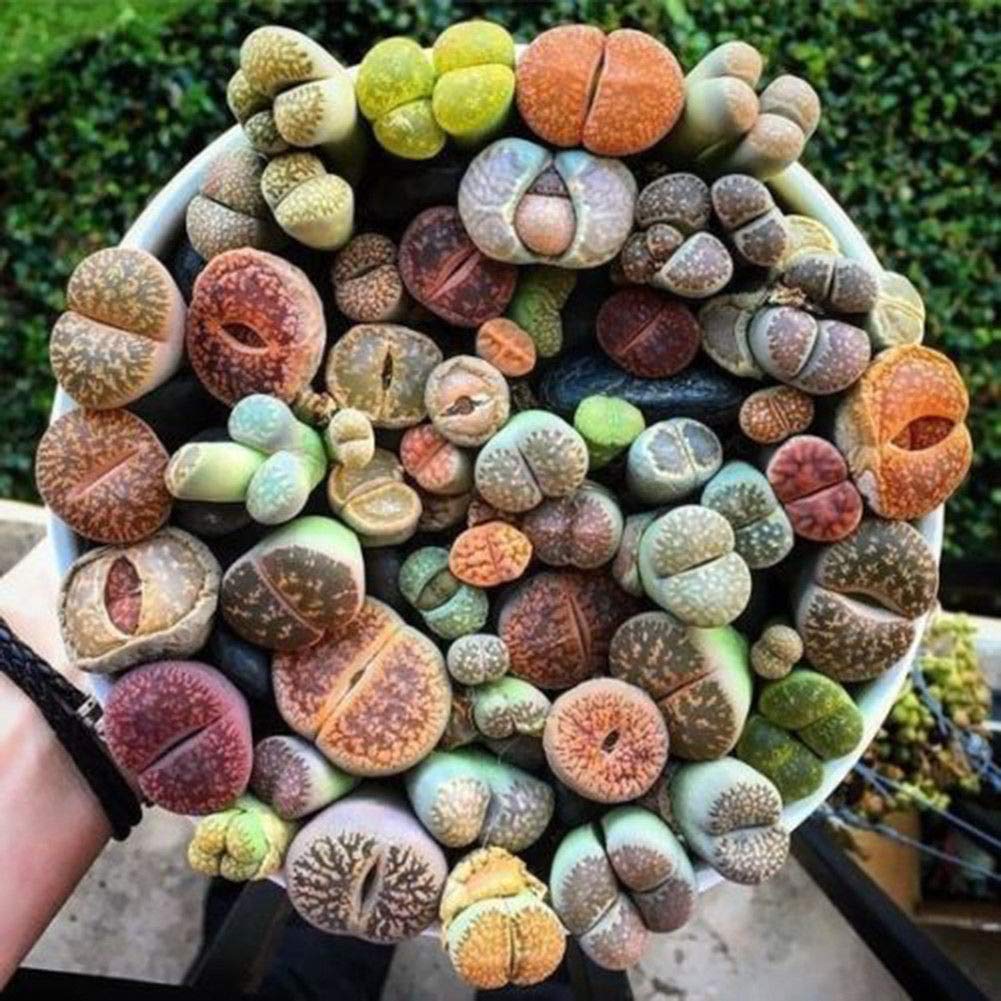 Portal Cool 100Pcs: 50 / 100Pcs Semillas de Lithops raras mezcladas Piedras vivas Semillas de plantas de cactus suculentas