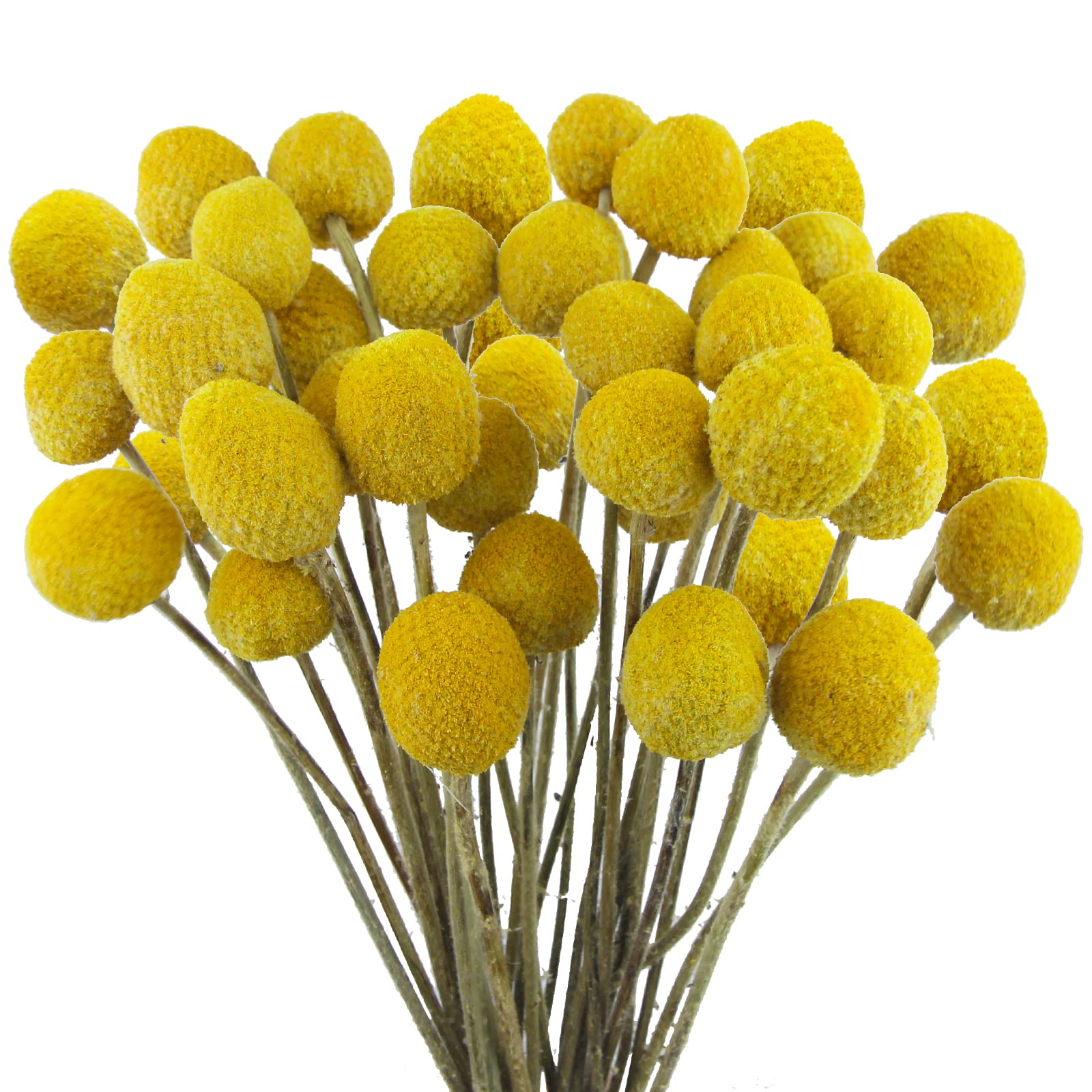 CISDUEO 40 Pcs Natural Dried Flowers Craspedia Billy Balls Flowers Billy Buttons Yellow 3cm Autumn Dried Floral Bouquet Arrangements for Fall Harvest Wedding Home Tall Vase Boho Decor