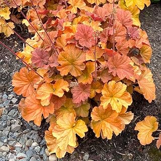 12 Part Shade Planter Ideas That Thrive Without Full Sun 74 Pack 3 Heuchera Plants Live, Coral Bells Plants 4-7” Tall for Shade Gard...