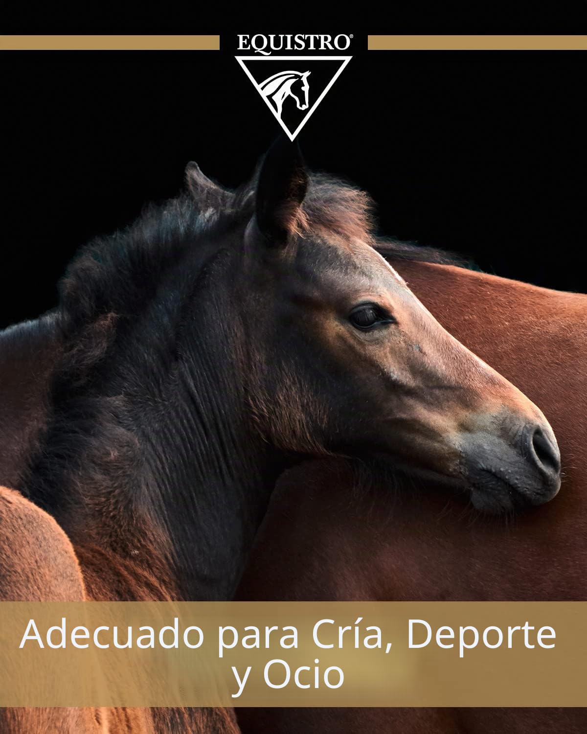 EQUISTRO® Pasta de percutina, Producto de Cuidado para Caballos con Arcilla, árnica y mentol, normaliza la distribución de líquidos en los Tejidos, Especialmente beneficiosa, 2000 g