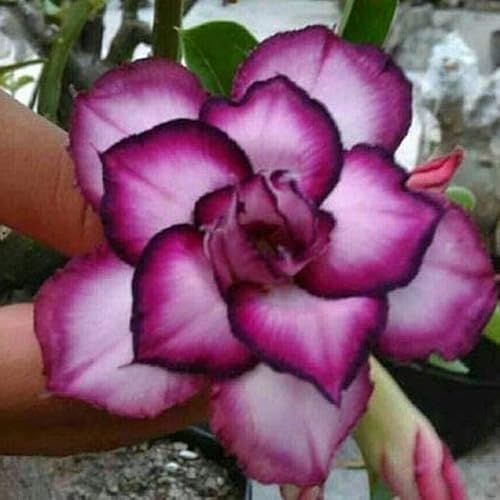 Miniatura 2 de CHUXAY GARDEN Semilla de rosa del desierto blanca y morada Adenium Obesum 4 semillas planta de floración perenne tropical una nueva adición