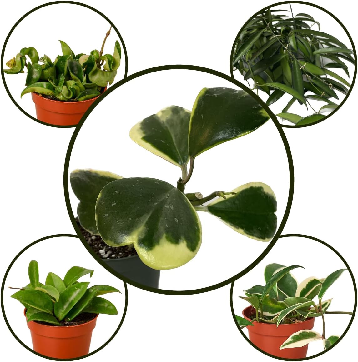 Hoya Plants Live Houseplants - Two 4" Pots Variety Assortment - 2 Pack Live Hoya Plants - Pet Friendly Plants - Air Purifying Plants - CA Seller (Pack of 2 Hoya Plants)