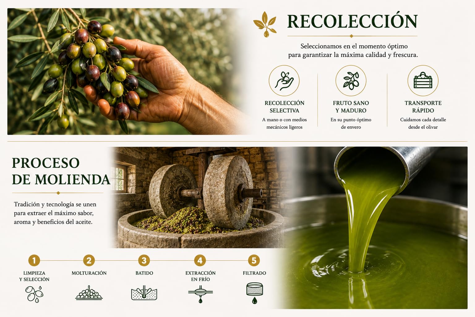 PARQUEOLIVA DOP - Aceite de Oliva Virgen Extra 5 Litros - AOVE D.O.P. Priego de Córdoba Gourmet - Lata 5L - Campaña 2025/2026 - Coupage Picuda y Hojiblanca - Frutado Intenso y Equilibrado - MIAOVE