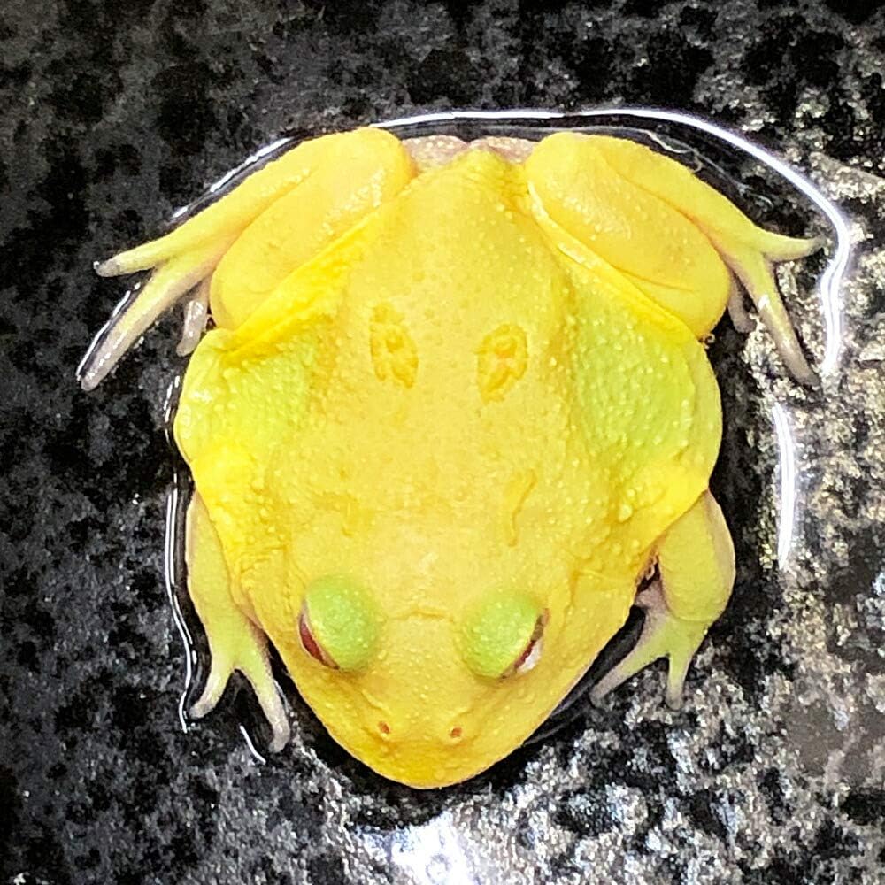 ベルツノガエル スーパーレッド 【水槽・ヒーター付き】