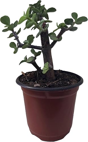 Miniatura 2 de Blissful Elephant Bush en maceta de 4 pulgadas, suculenta con hojas verdes brillantes, tallos de color marrón rojizo, creando un efecto en cascada