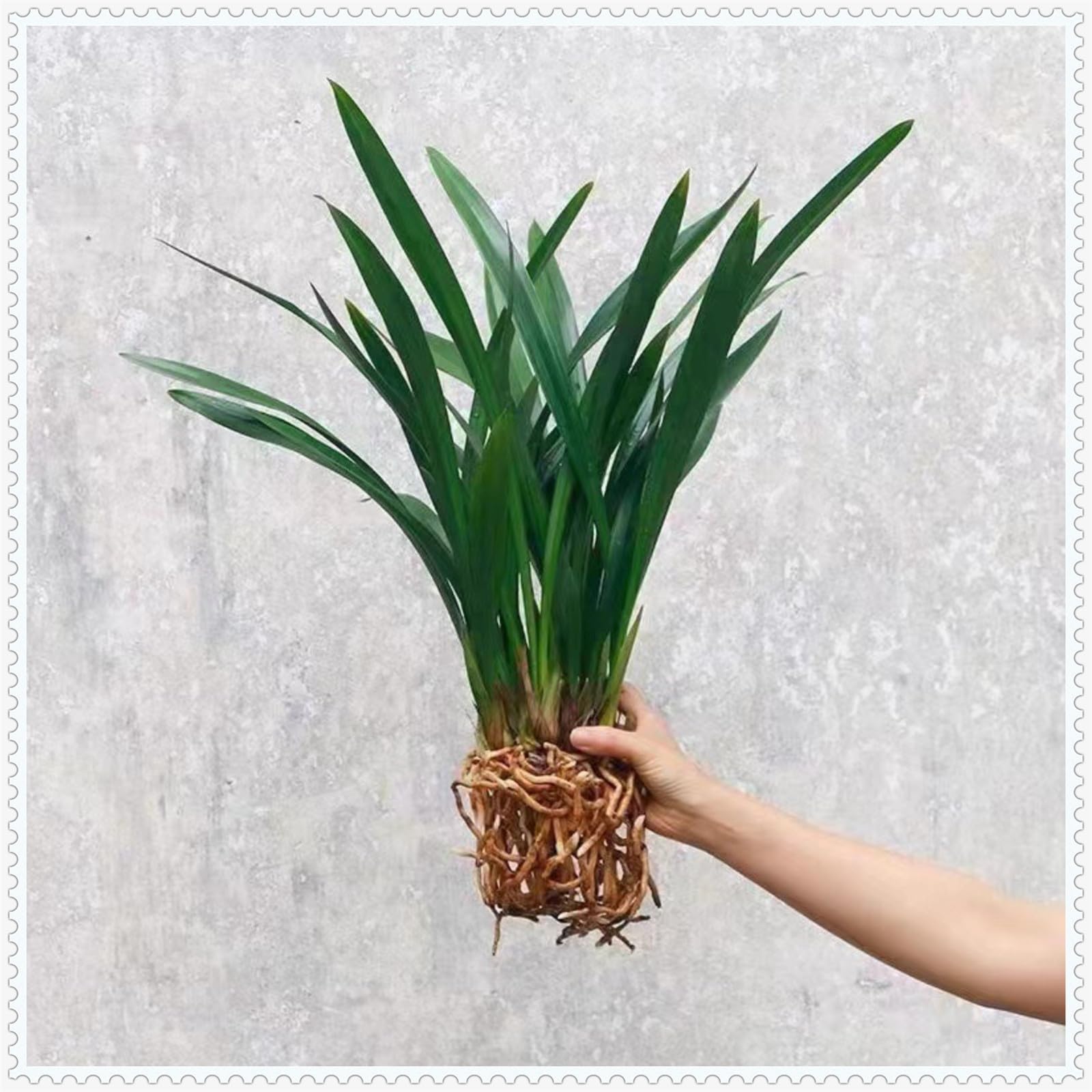Cymbidium orchidee pflanze,Importierte Orchideenpflanzen, winterblhende  Pflanzen, sehr schne Zimmerpflanzen-3zwiebeln-C : Amazon.de: Garten