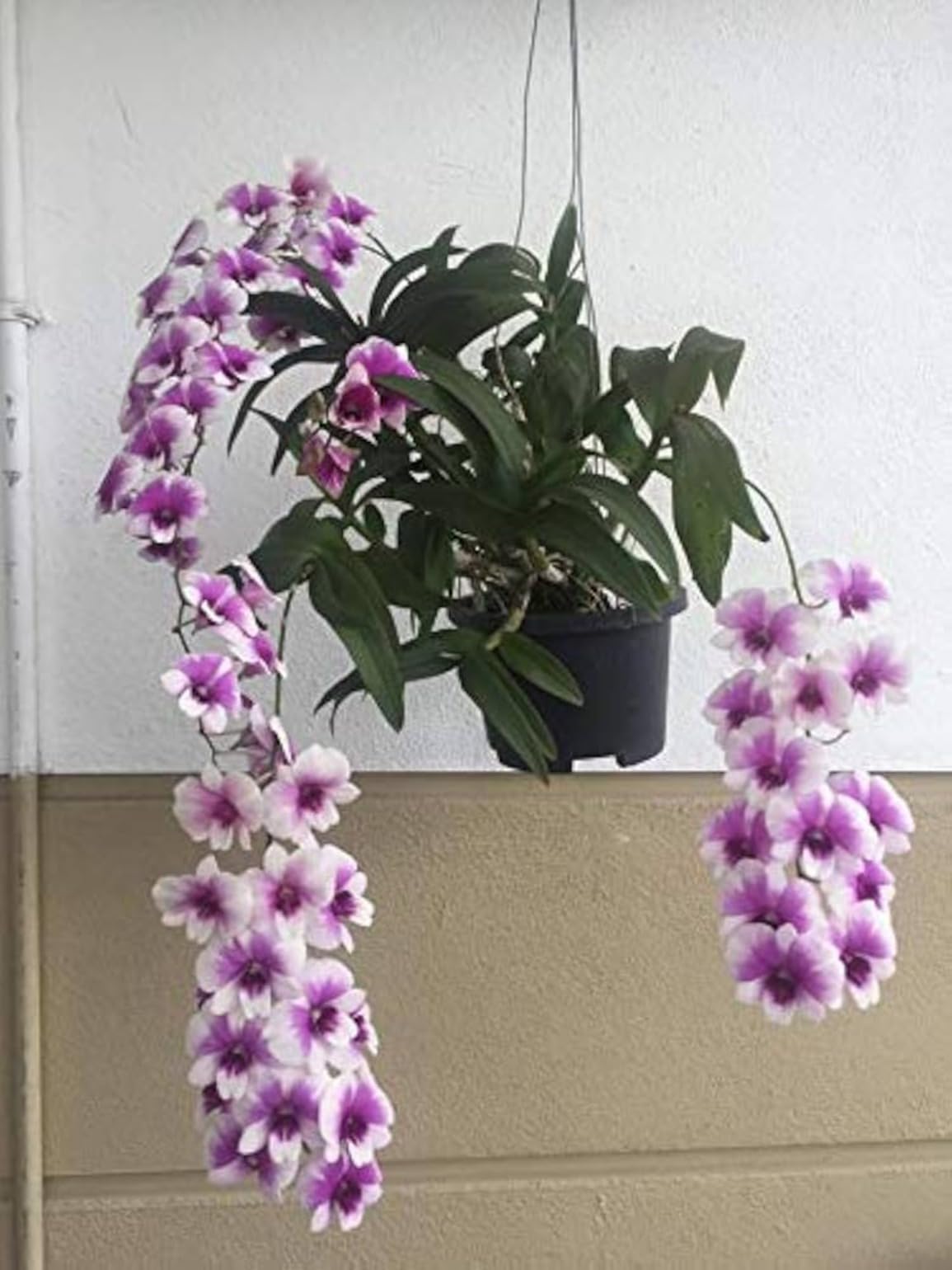 Florona Dendrobium Orchid Live Plants (Purple Yaya) Imported Thai Orchid plant For Indoor Garden (1 Helathy Live Plant With Pot) For home Garden | Easy To Care Orchids for begginers