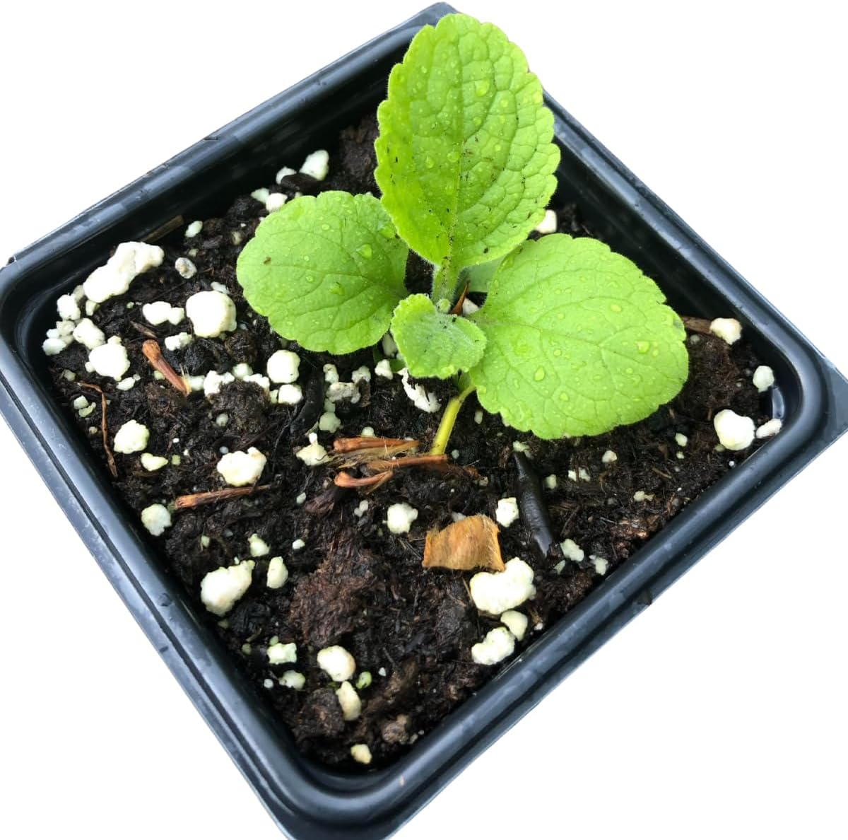 Smoke Camp Crafts Organic Foxglove Starter Plant in 2.5-inch Pot