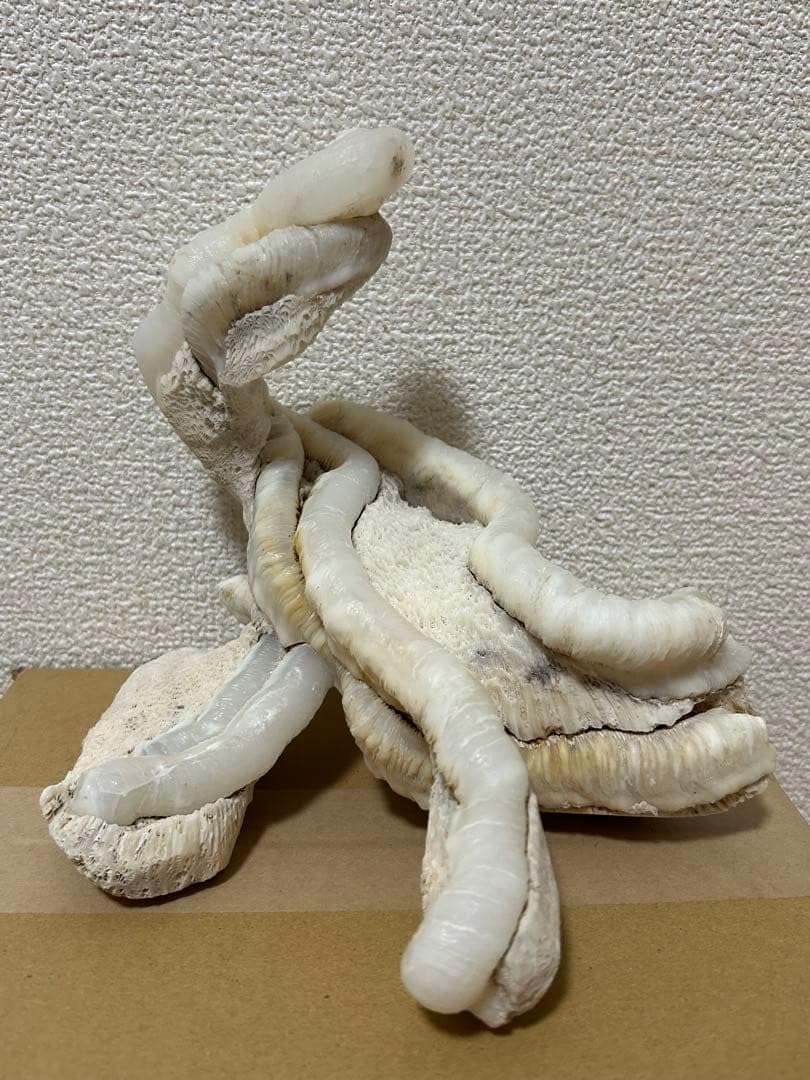 Amazon | マギルス貝 (化石・玉化) 原石オブジェ 博物館級サイズ