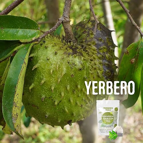 Miniatura 6 de Yerbero - Hojas enteras de graviola de soursop secas, recolectadas de forma silvestre 29.8g (1.05oz - 120+ hojas por bolsa) Hoja De Guanabana Seca,