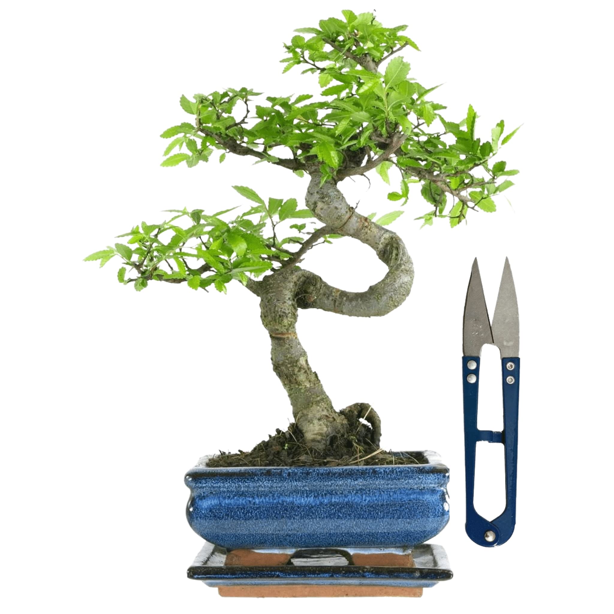Bonsai Baum mit Keramik Blumentopf - Chinese elm mit - ca. 7 Jahre (15 cm Schale, ca. 7 Jahre)