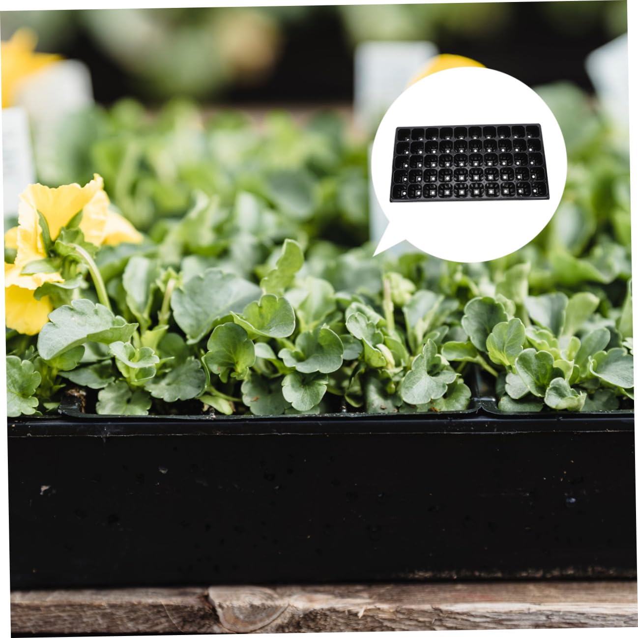 Toddmomy 10piezas Bandejas De Germinación De Plantas Unidades Placa De Germinación para Viveros Contenedor De Herramienta De Jardinería Material Plástico No Deformable