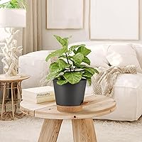 Vista 5 de Macetas de autoriego, macetas para plantas de interior, macetas para plantar flores en interiores para plantas de casa, violeta africana, flores