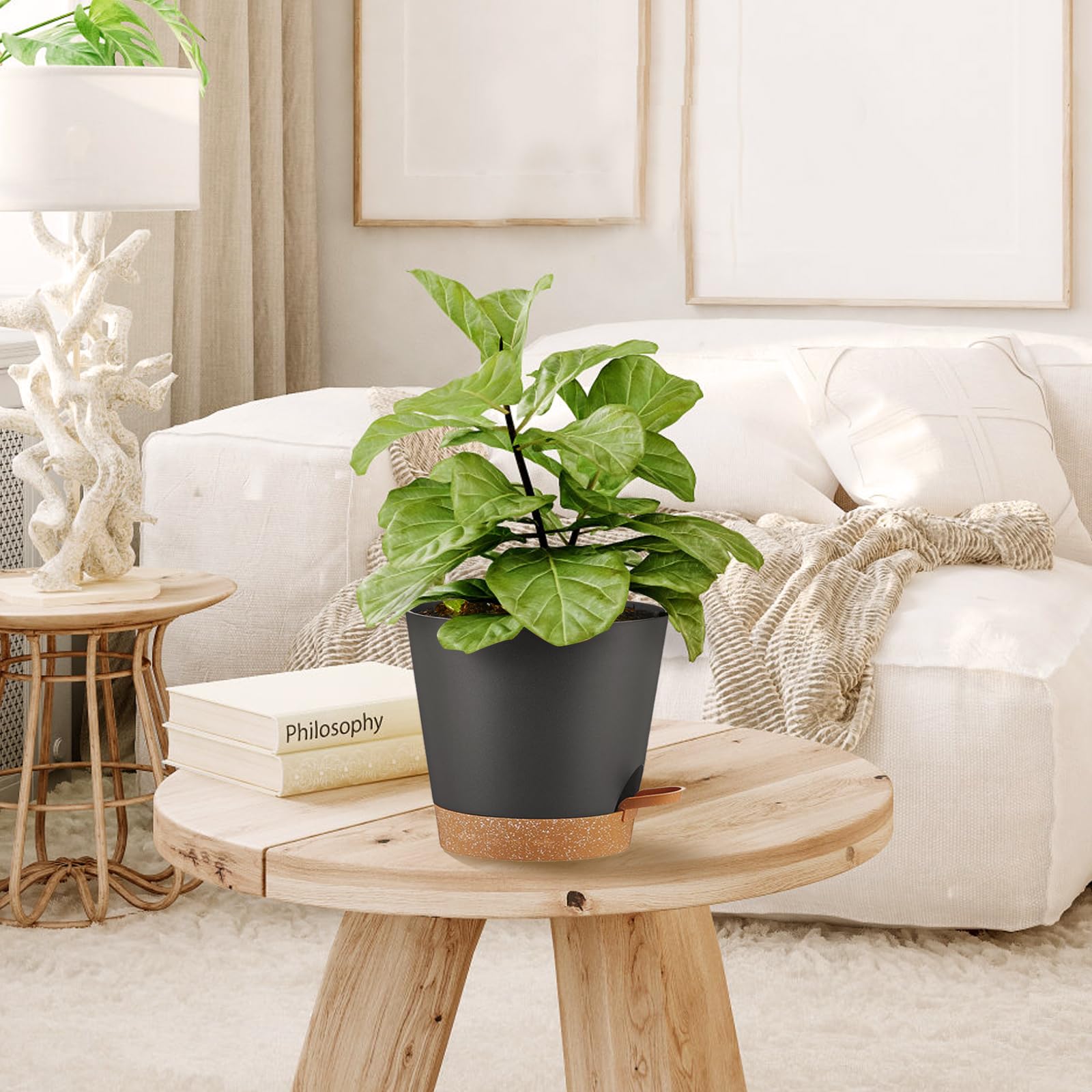 kokedama farn Staghorn Fern Kokedama - Plant Craft