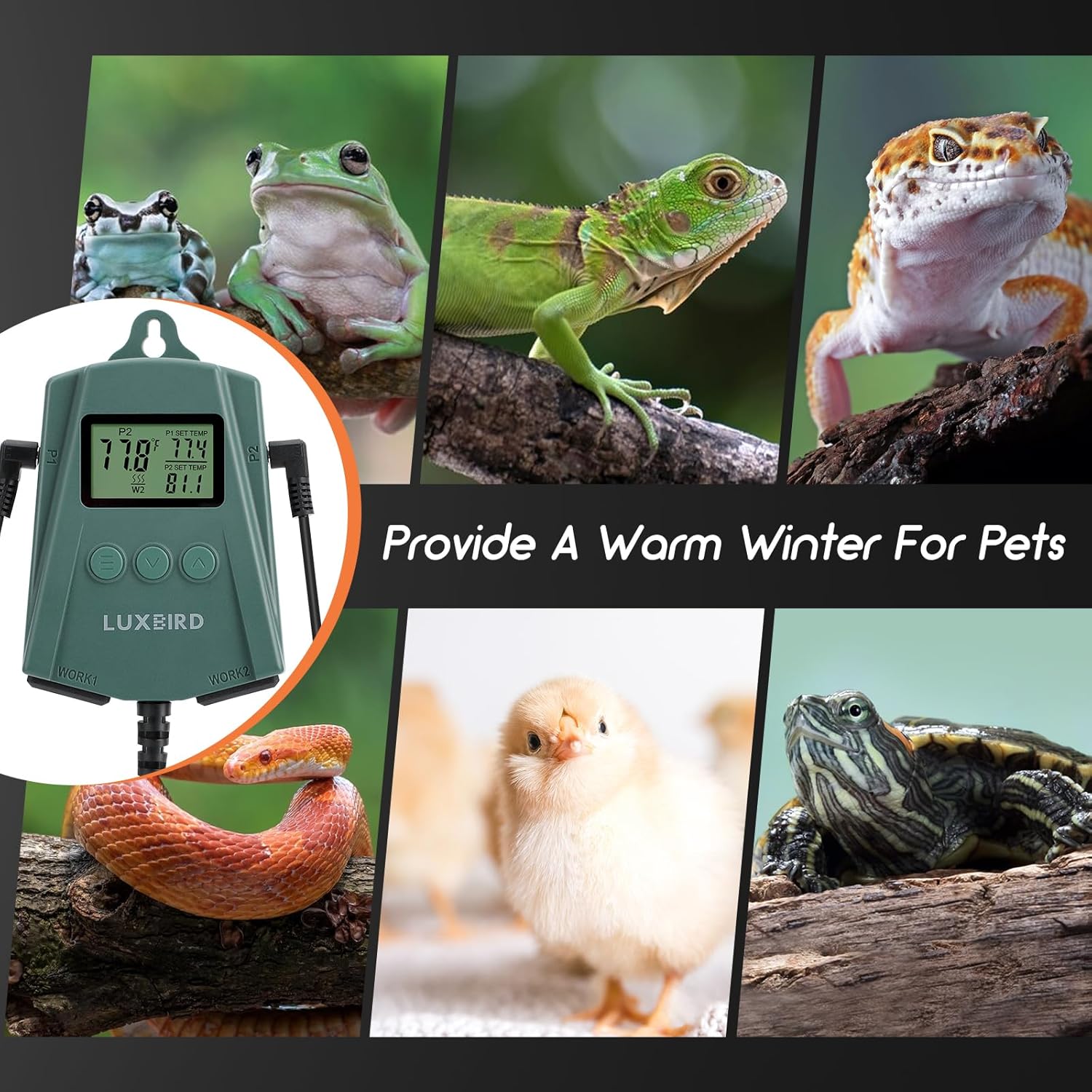 Collage of various pets including frogs, lizards, snakes, chicks, and turtles, illustrating the thermostat's application for providing warmth.
