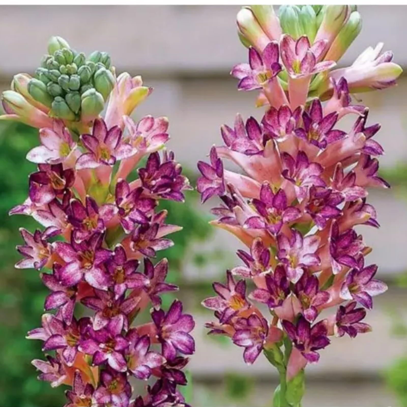 Tuberose Bulbs for Planting Now UK Ornamental Perennial Easy Plant Excellent Display Plant Bulbs Greening Flower/Good for Containers/Natural Organic -8Bulbs-E