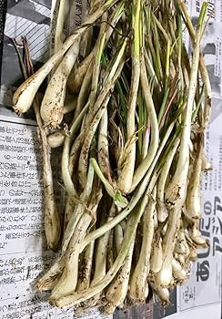 Amazon.co.jp: 元祖！沖縄本島産！島らっきょう種苗 150本 : DIY