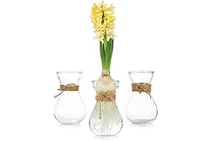 Exquisite Glasseam Clear Glass Vase Trio for Hyacinth Forcing, Centerpieces, and Home Decor