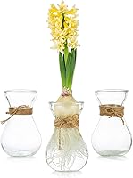 Vista 1 de Glasseam Jarrón de vidrio transparente para flores, juego de 3 jarrones de bombilla para forzar bombillas de jacinto, pequeños jarrones para centros