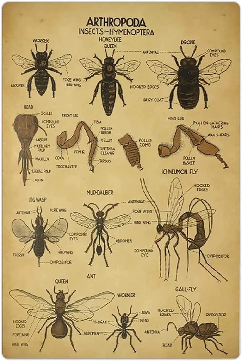 Haosensix Arthropoda Metal Tin Sign Knowledge Insects- Hymenoptera Overview Infographic Retro Posters Classroom Office Home Science Wall Decor Printing Poster 8X12 Inches