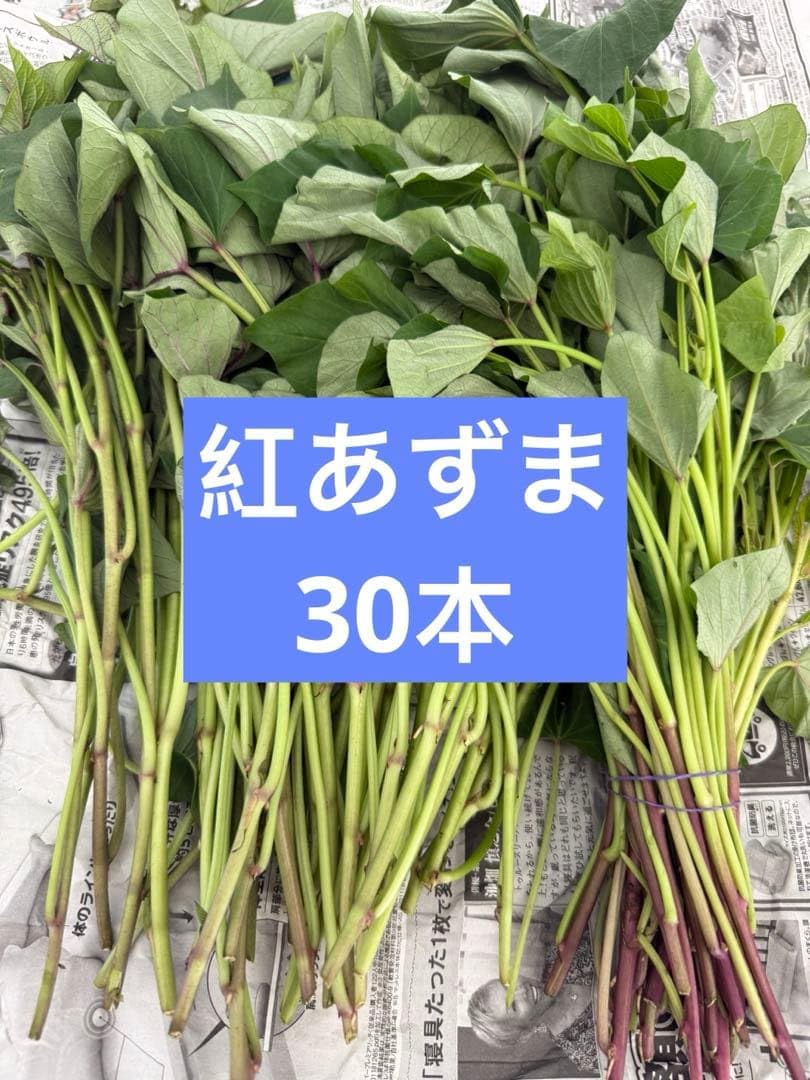 Amazon.co.jp: 紅あずま苗 30本 茨城県産 サツマイモ苗 さつまいも苗