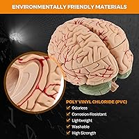 Vista 2 de BEAMNOVA Modelo de cerebro humano para enseñar neurociencia con vasos Modelo de anatomía de tamaño real para aprendizaje Ciencias Exhibición