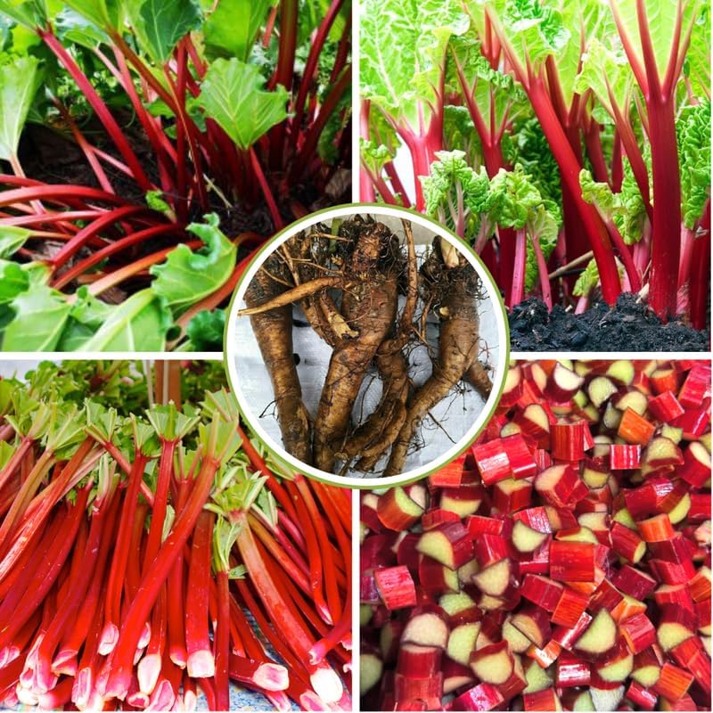 3 Victoria Rhubarb Roots for Planting, Rhubarb Plants for Planting, Rhubarb Crowns 3-5 Inch Tall, Perennial Vegetable Roots for Garden Growing