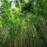 Floraison : très rare Bambou Fargesia Scabrida Asian Wonder 60/80cm - Plante En Pot - Floraison Très Rare Exposition - Hauteur 3 à 4 m - Exposition Soleil à Mi-ombre Sol