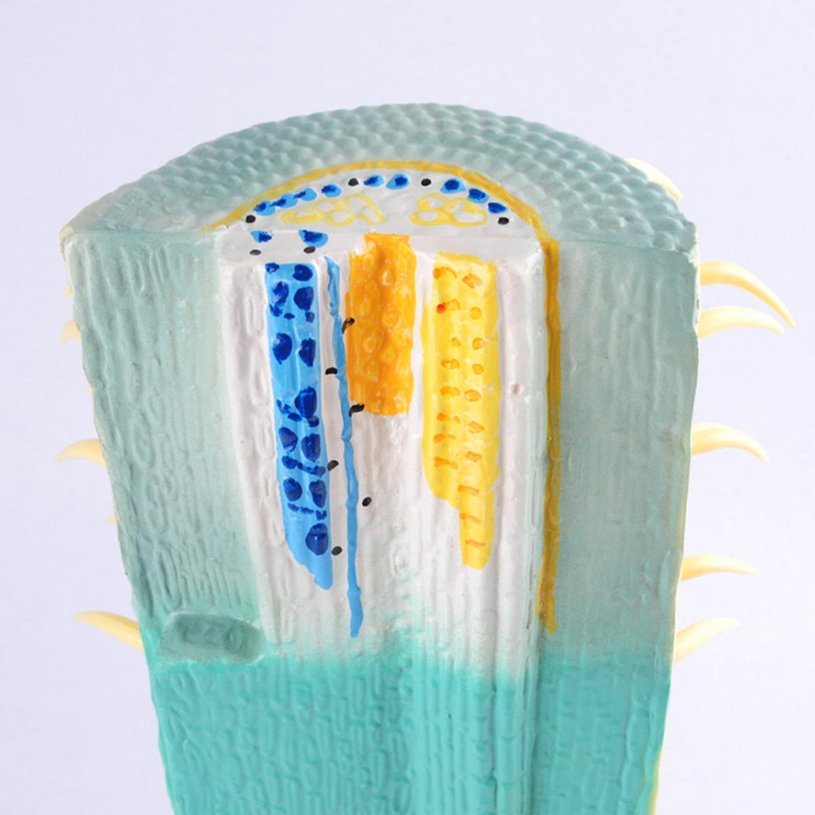 DYNWAVE Root Profile Model Longitudinal Root Section Model Educational Realistic Plant Root Anatomy Model for Observation Collectible