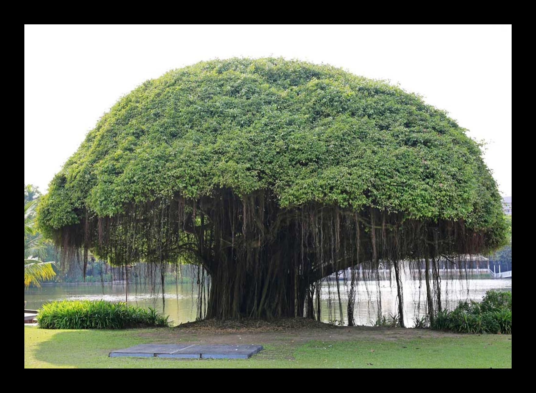 Bionj Tree Banyan Tree Diagram