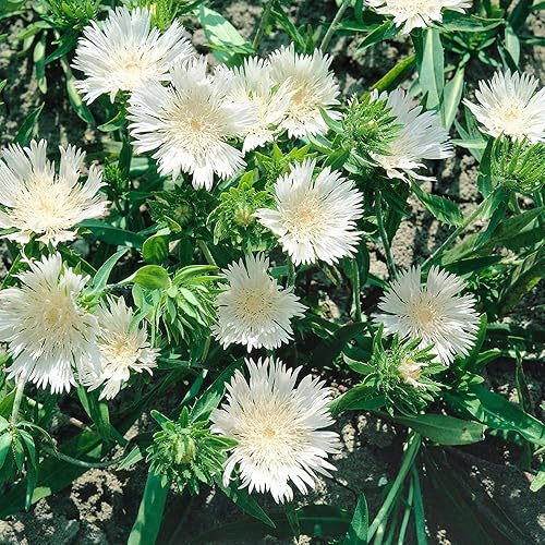 Outsidepride White Star Stokesia Seeds - 50 unidades. Perenne, compacta, fácil de cultivar y tolerante a la sequía, semillas de flores para plantar