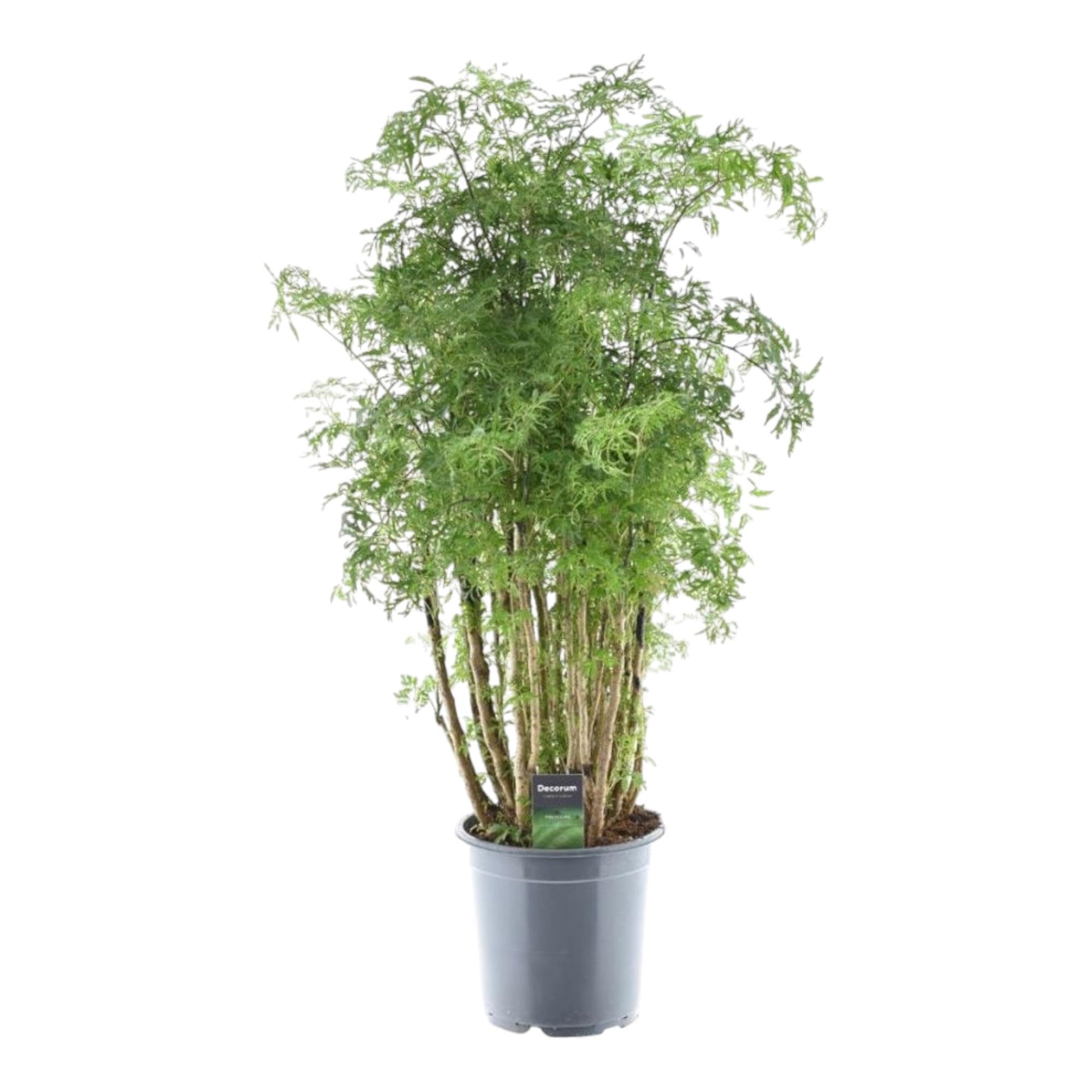 Exotenherz Polyscias hawaiiana "Ming", albero di prezzemolo, altezza circa 100 cm