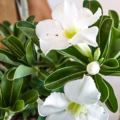 Miniatura 6 de QAUZUY GARDEN 8 semillas de rosa del desierto blanca Adenium Obesum semillas de flores de reliquia sin OMG planta bonsái tropical exótica perenne