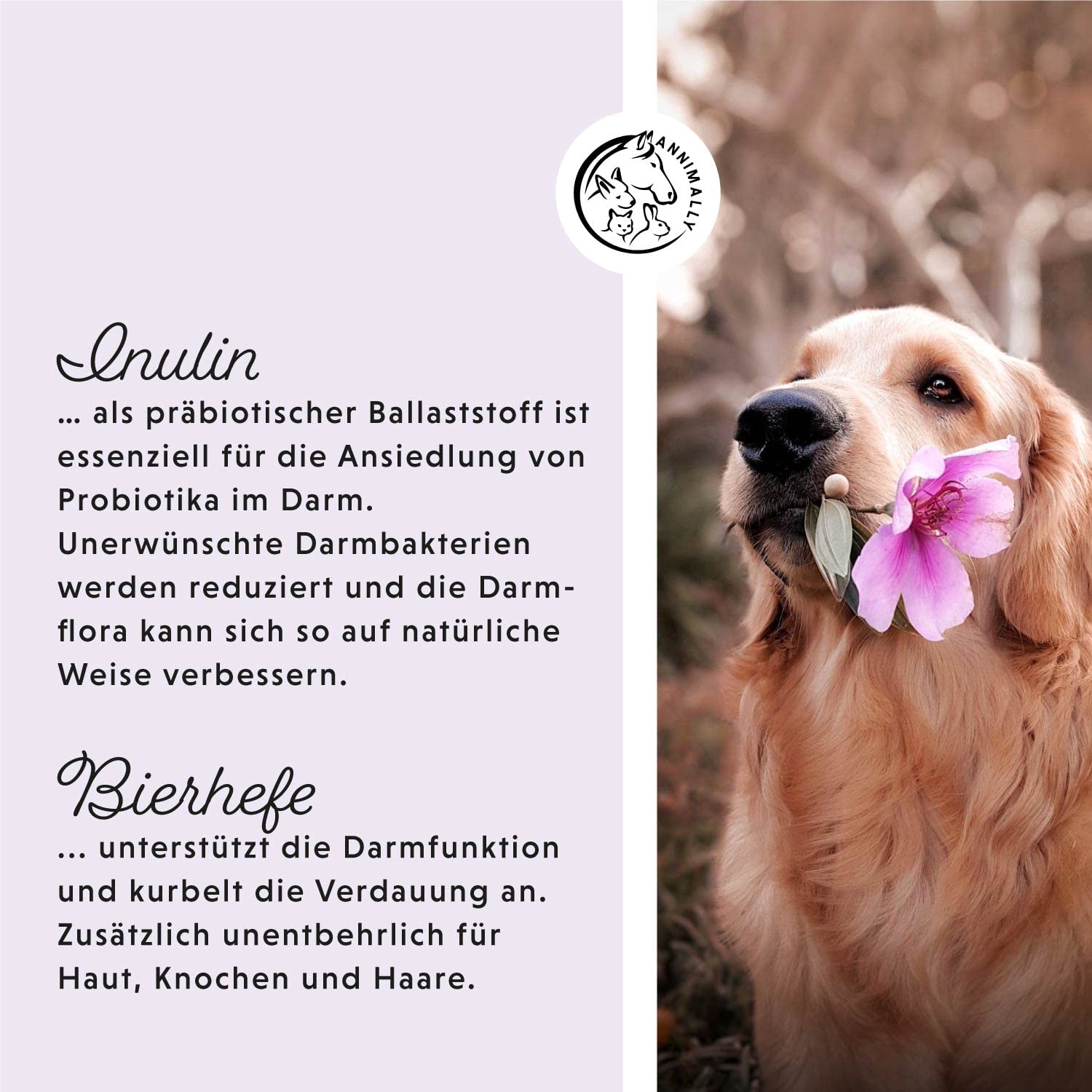 Annimally® Probiotika für Hunde mit 1,5 Mrd. KBE - 120 Tabletten für eine gesunde Darmflora - Darmbakterien zur Darmsanierung & bei Durchfall für den Hund - Immunsystem stärken