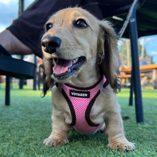 Foto 8 de 8 de Mejor Temporada Todos los Mascotas Arnés