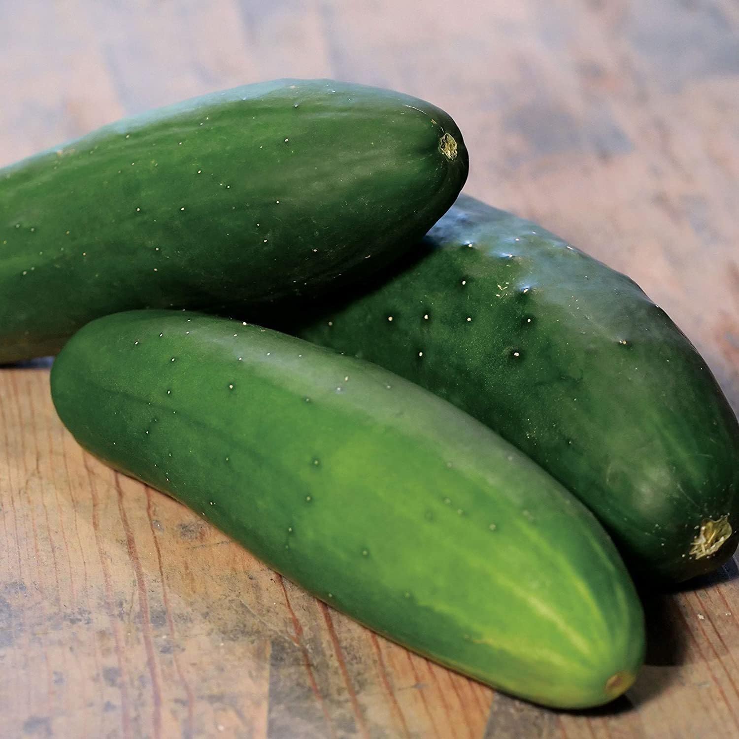 Willvine Whopper II Hybrid Cucumber, Hardy and Dark Seeds-XLR-11B-picture-12