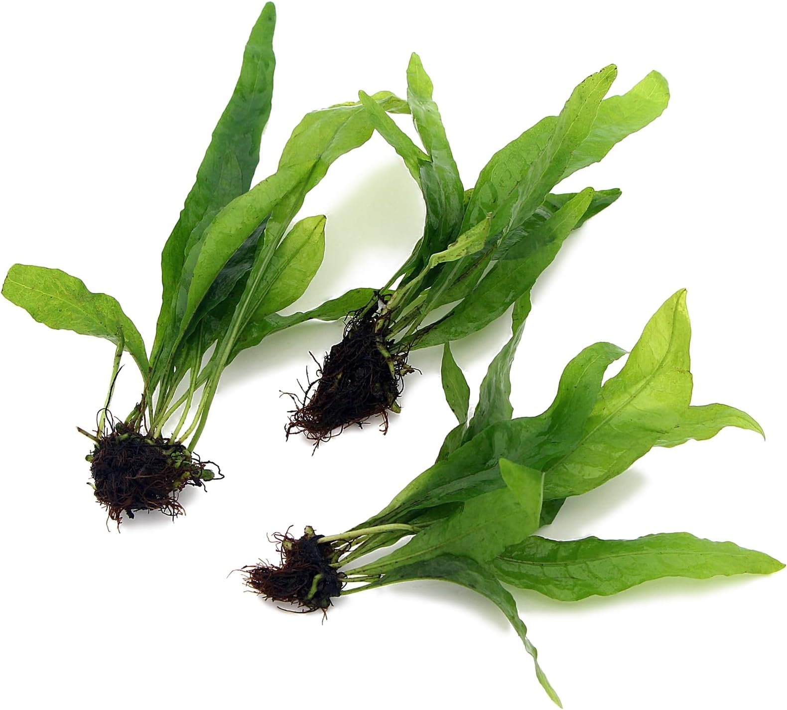 3X Bunches Java Fern Live Aquarium Plants Microsorum Pteropus Rhizome K2AQUA