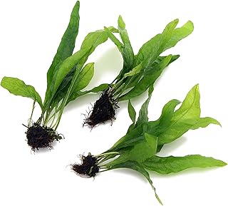 3X Bunches Java Fern Live Aquarium Plants Microsorum Pteropus Rhizome K2AQUA
