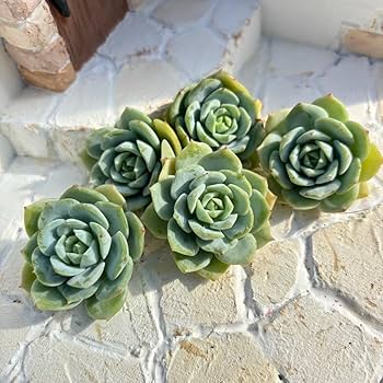 Amazon.co.jp: 多肉植物エケベリア韓国苗 レア品種 ラブチューン 5苗