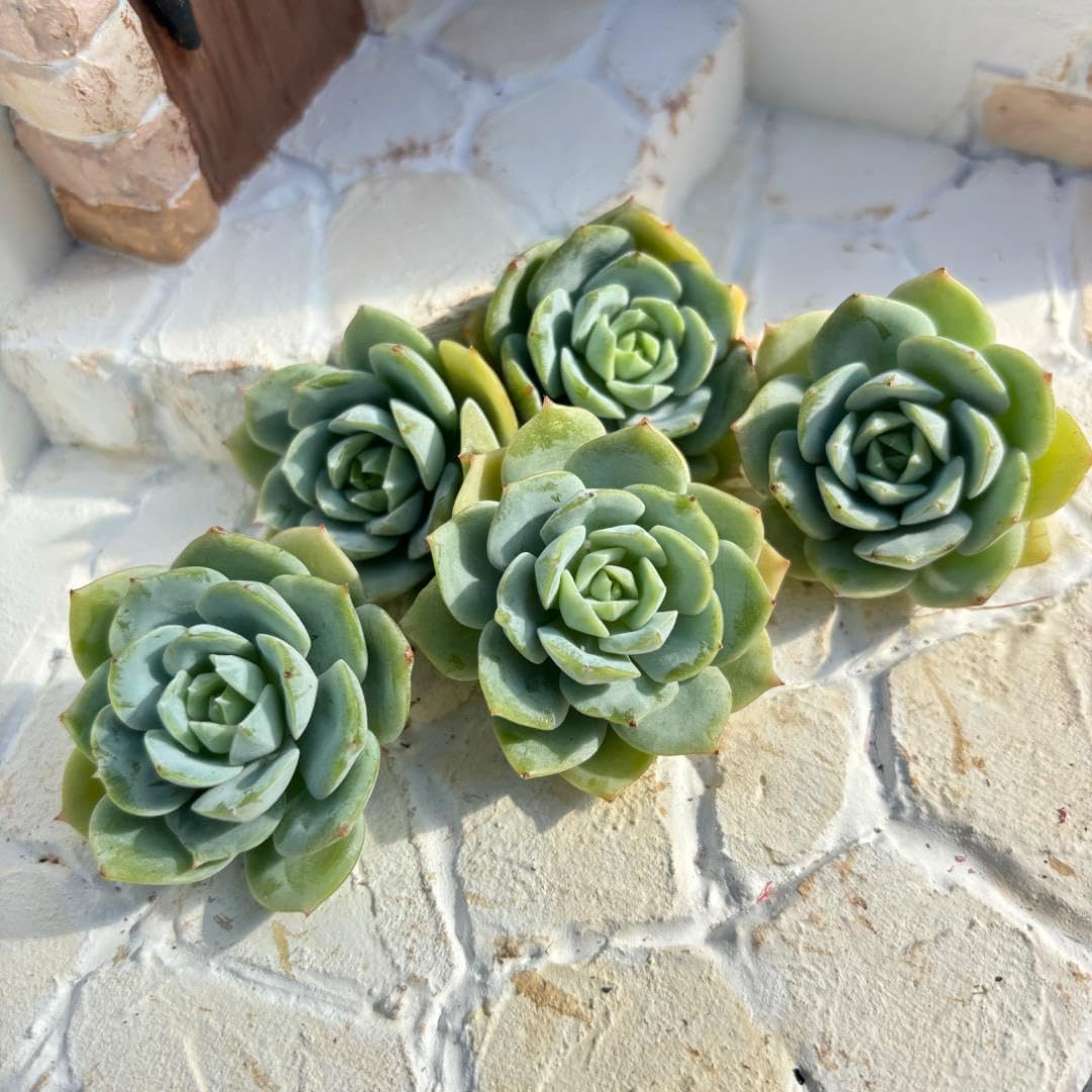 Amazon.co.jp: 多肉植物エケベリア韓国苗 レア品種 ラブチューン 5苗