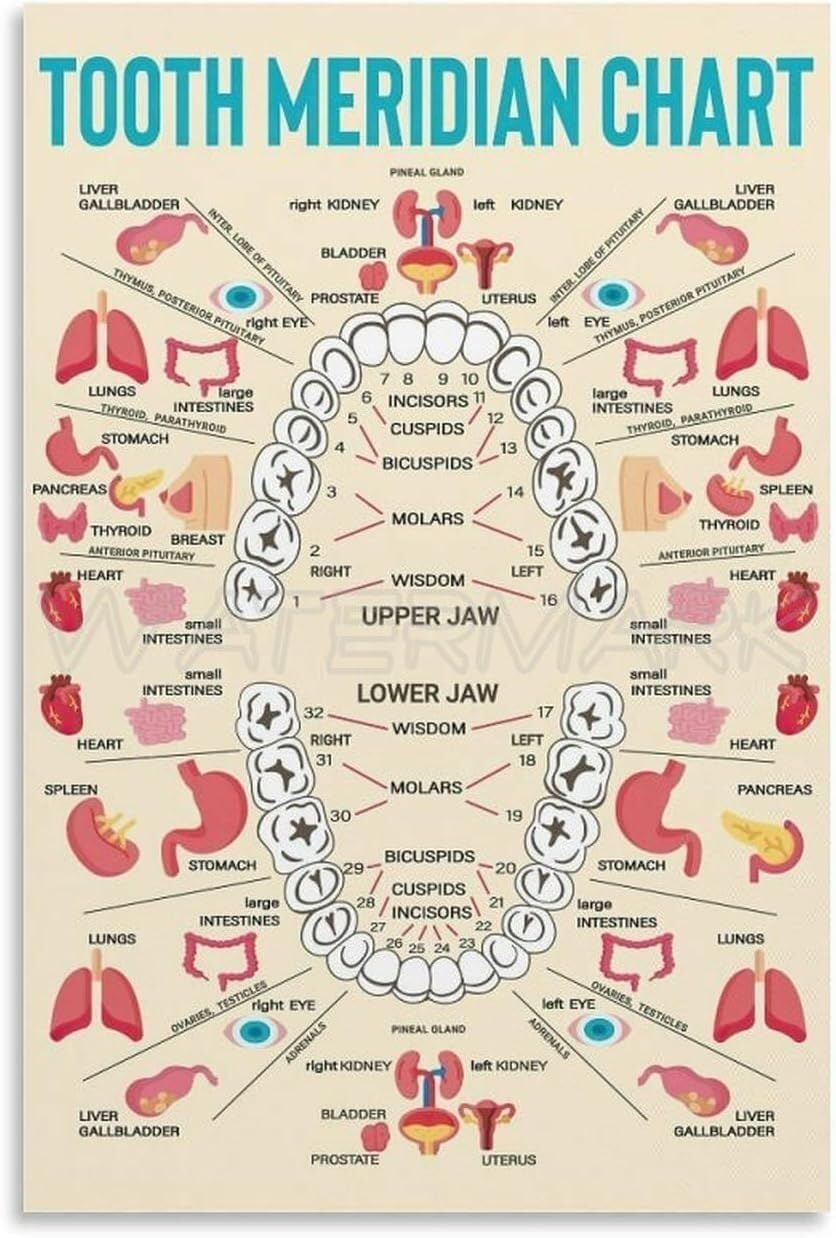 PQYSMVVG Acupuncture Meridian Tooth Chart - Health & Holistic Medicine(Framed,16x24inch(40x60cm))