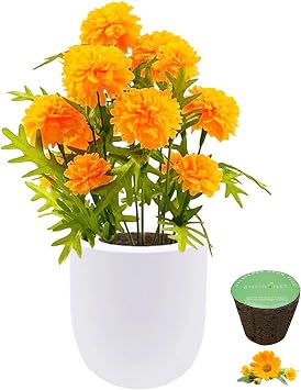 Hydroponic Growing Kit, Self-Watering Garden Starter Kit with White Ceramic Pot and Seeds, Marigold