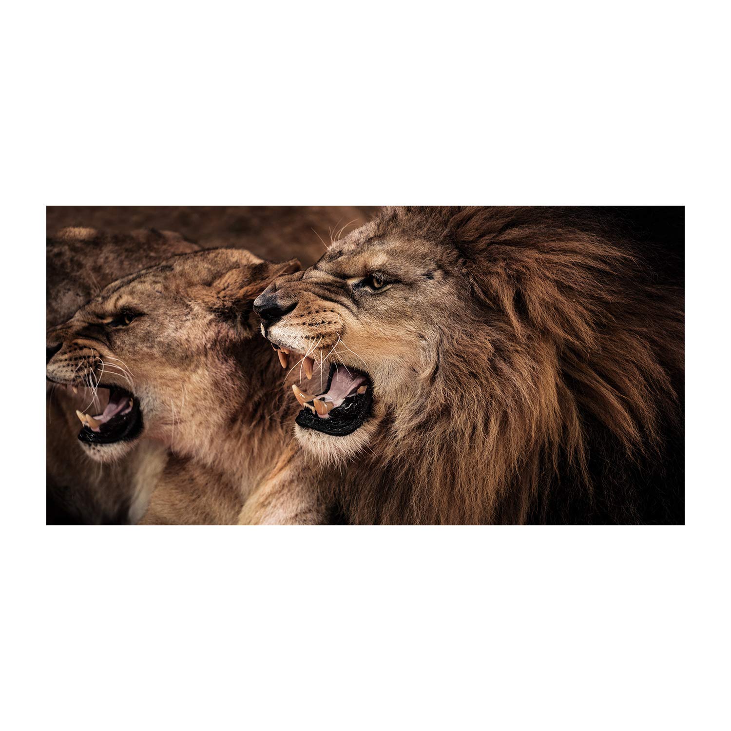 Impression sur verre de 120x60 cm avec image de animaux sauvages pour tableau décorative