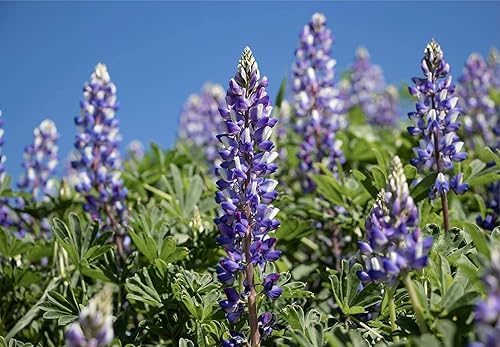 David's Garden Seeds Flower Lupine Arroyo 7422 (azul) 50 semillas de reliquia sin OMG, semillas de reliquia